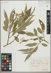 Foto von Salix alba L. x Salix fragilis L.